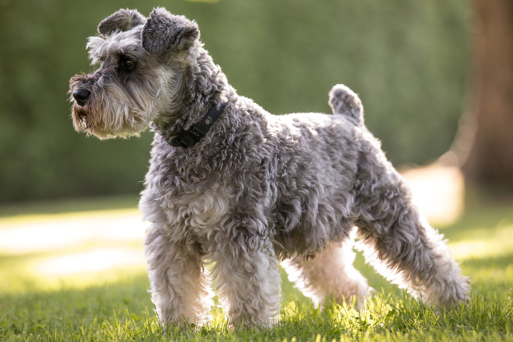 schnauzer dog